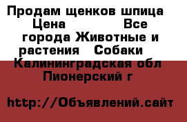 Продам щенков шпица › Цена ­ 25 000 - Все города Животные и растения » Собаки   . Калининградская обл.,Пионерский г.